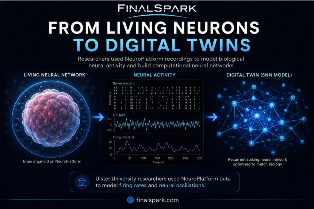 Digital twins of brain organoids: new research using data from FinalSpark Neuroplatform
